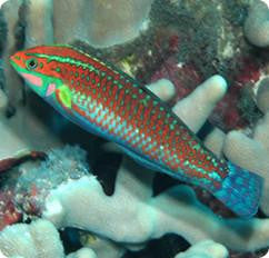 Christmas Wrasse "Halichoeres claudia"