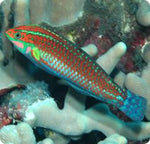 Christmas Wrasse "Halichoeres claudia"