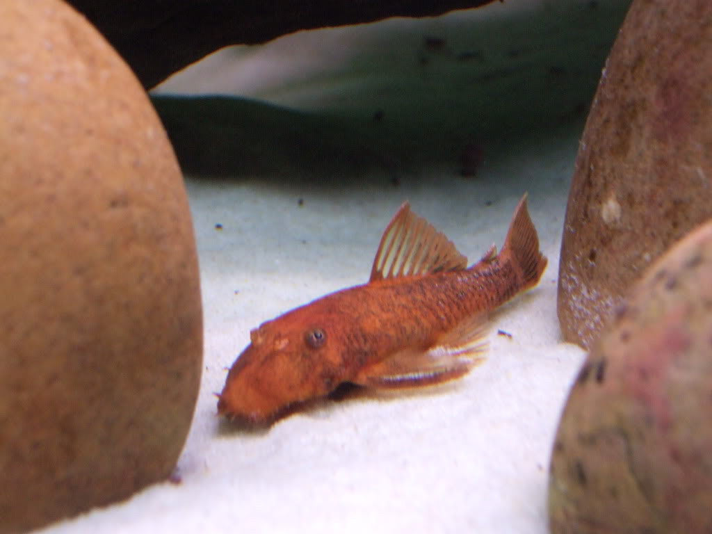 German Red Bushynose Pleco - "Local"
