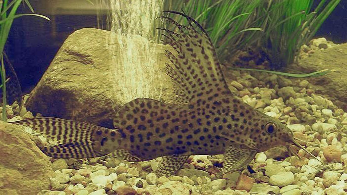 Featherfin Squeaker Catfish "Synodontis Eupterus"