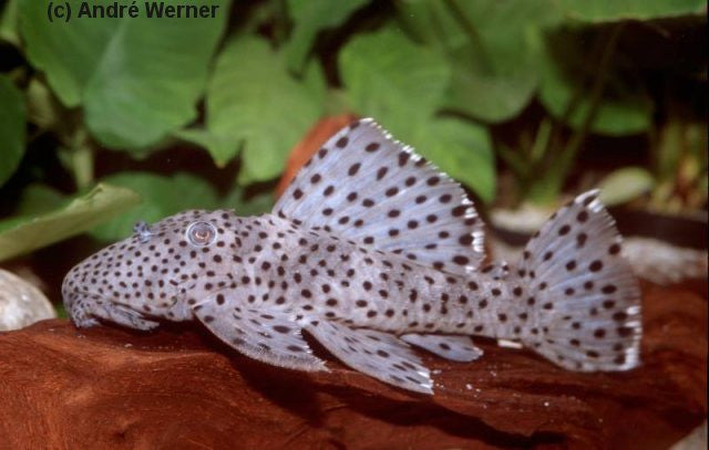 L264 - Sultan Pleco "Leporacanthicus joselimai"