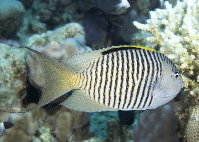 Zebra Swallowtail Angelfish "Genicanthus melanospilos"