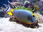 Blond Naso Tang "Naso elegans"