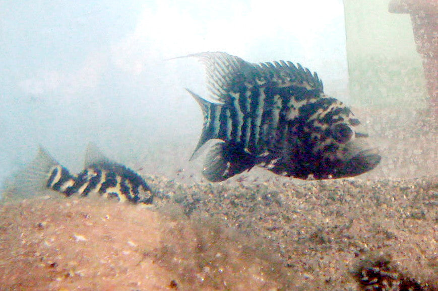 Cuban Cichlid