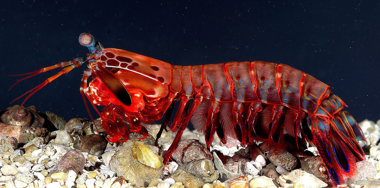 Mantis Shrimp"Odontodactylus scyllarus"