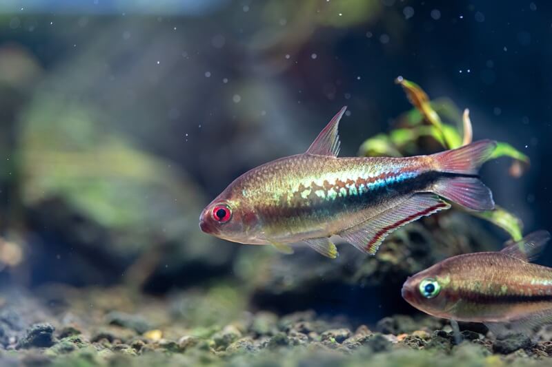 Rainbow Tetra