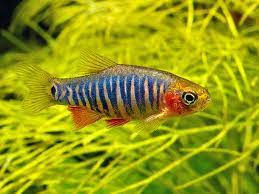 Emerald Dwarf Rasbora