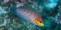 Moyer's Leopard Wrasse