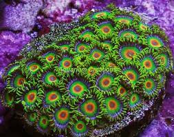 Rasta Zoa Frag Multi Head  #107