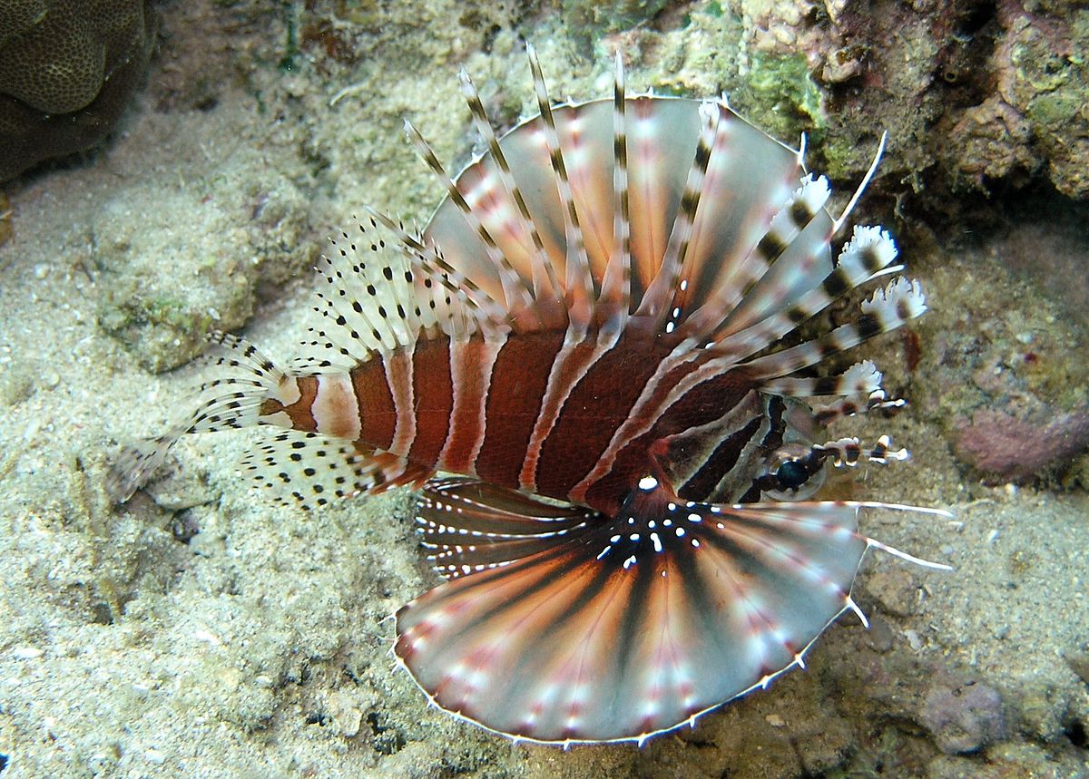 Dwarf / Zebra Lionfish