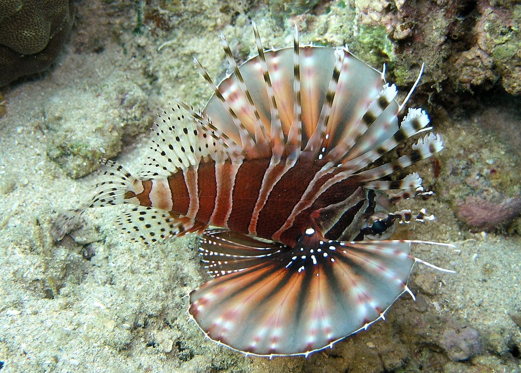 Dwarf / Zebra Lionfish