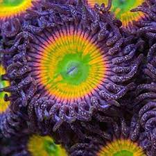 Sunny D Zoa Frag Multi Head (304)