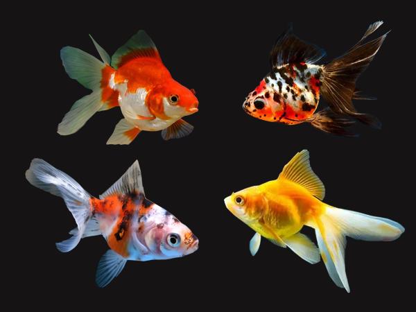 Fantail Goldfish