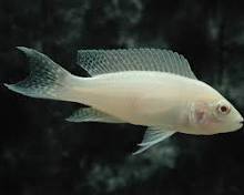 Albino Brichardi Cichlid