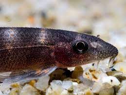 Black Lizard Loach (Balitoropsis zollingeri)