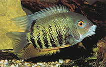 Red Necked Severum