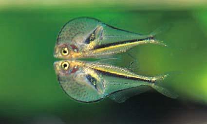 Pygmy Hatchetfish