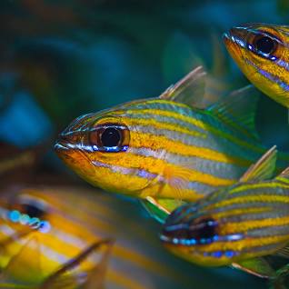 Yellowstriped Cardinalfish