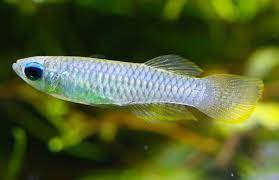 NORMAN’S LAMPEYE KILLIFISH
