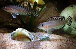 LAMPROLOGUS ORNATIPINNIS (Shell Dweller)