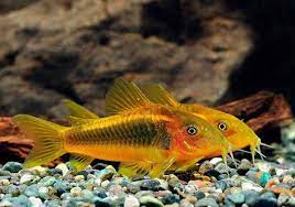 Gold Laser Cory Catfish