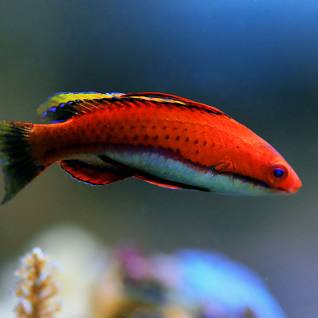 Ruby Longfin Fairy Wrasse