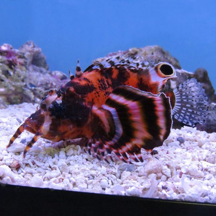 Fu Manchu Lionfish