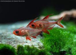 Red Phantom Tetra