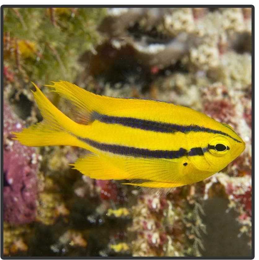 Black and Gold Chromis