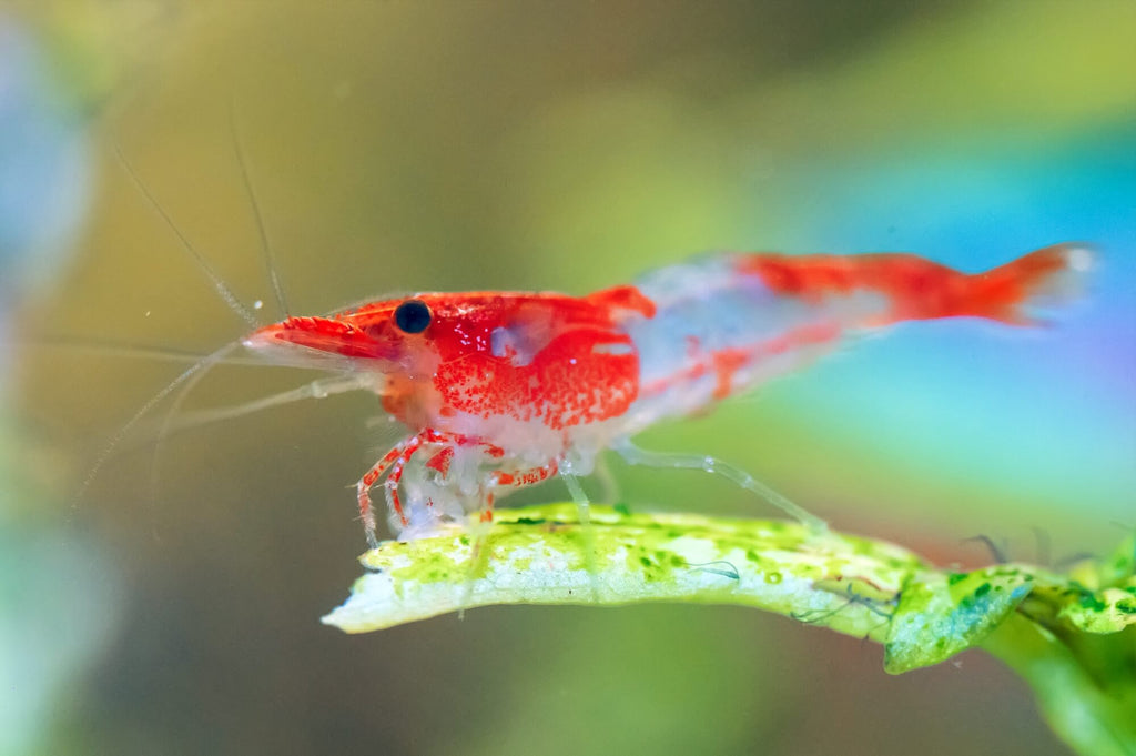 Rili Shrimp