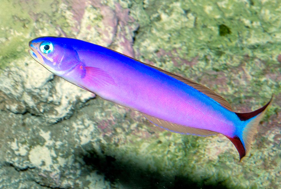 Purple Tilefish