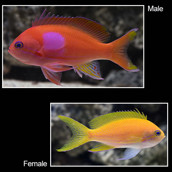 Squarespot anthias