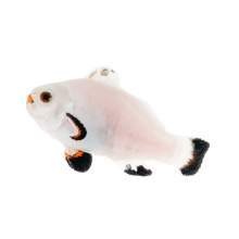 Captive bred Clownfish