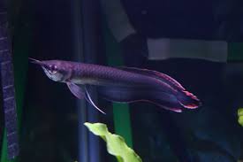 Black Arowana