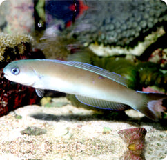 Flashing tilefish