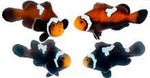 Captive bred Clownfish