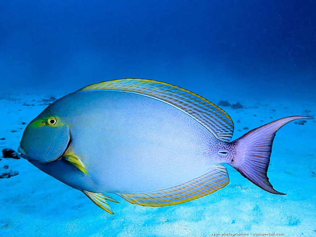 Yellowfin Tang (Acanthurus xanthopterus)
