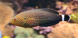 Lined Tamarin Wrasse (yellow Tail)