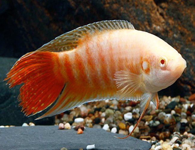 Paradise albino Gourami