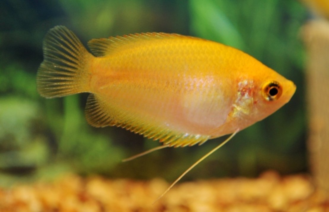 Golden Honey Dwarf Gourami