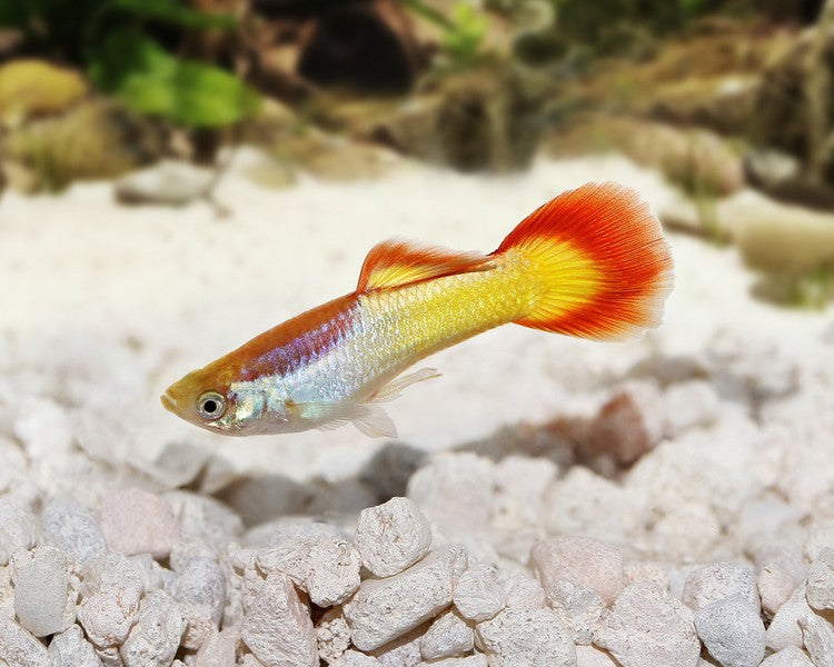 Guppy Fish "Poecilia reticulata"