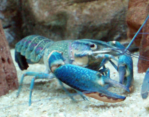Blue Lobster
