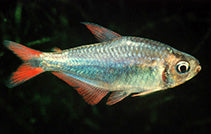 Bleeding Blue Tetra