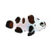 Captive bred Clownfish