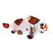 Captive bred Clownfish