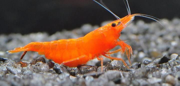 Orange Cherry Shrimp