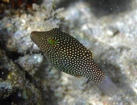 Honeycomb Toby Puffer