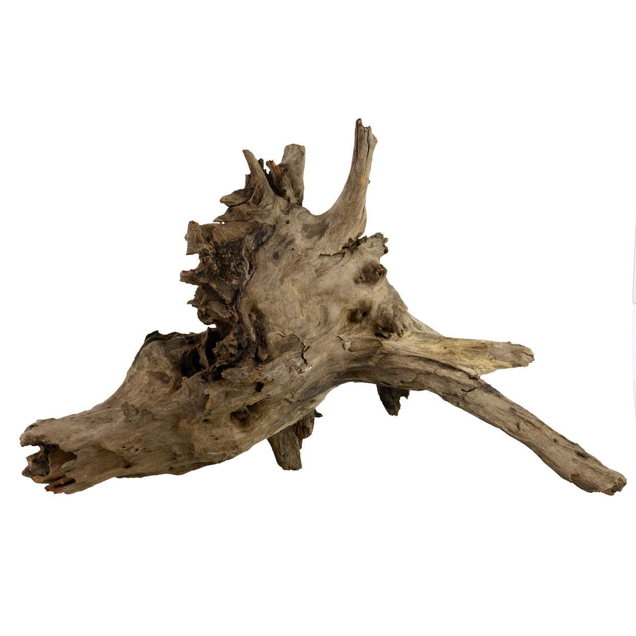 Underwater Treasures Eucalyptus Root