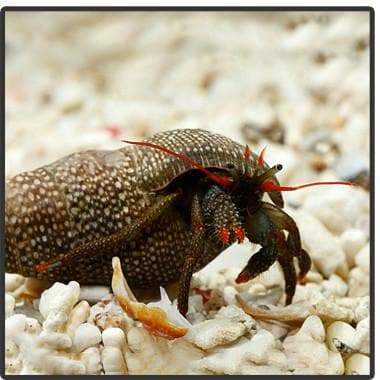 Mexican Red Leg Hermit Crab