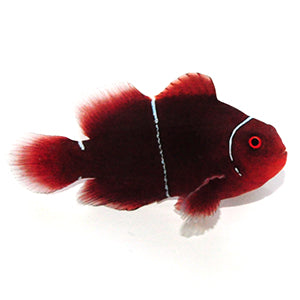 Captive bred Clownfish